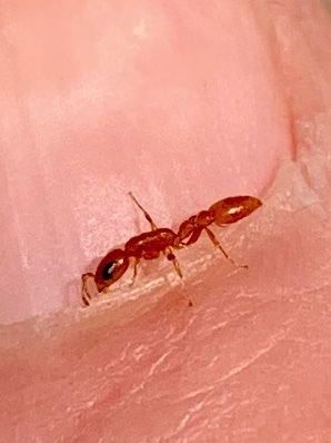 Pseudomyrmex pallidus