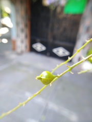 Duranta erecta