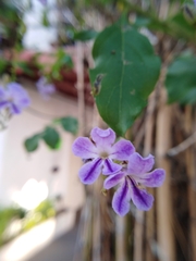 Duranta erecta