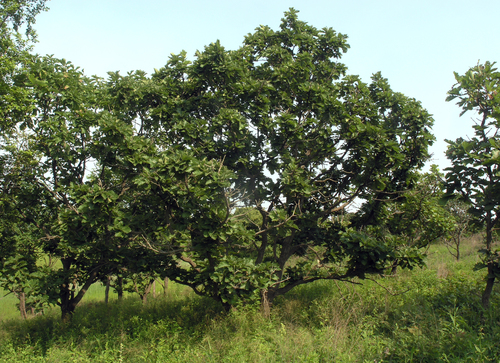 Quercus dentata, photograph 6