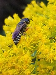 Thynnoidea