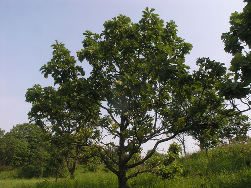 Quercus dentata, photograph 5