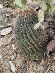 Ferocactus wislizeni