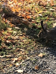 Sylvilagus floridanus