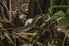 Oligosoma kokowai