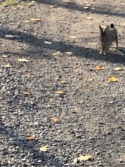 Sylvilagus floridanus
