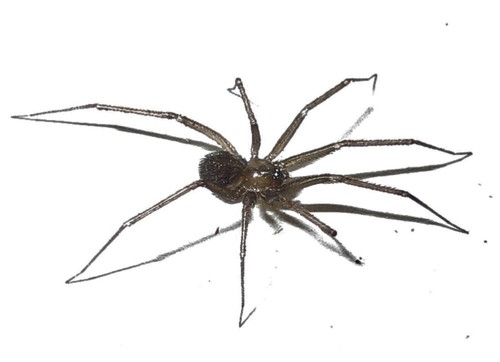 Pholcophora americana