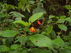 Heliconius erato hydara