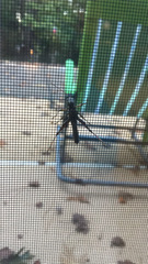 Melanoplus punctulatus