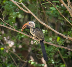 Tockus erythrorhynchus