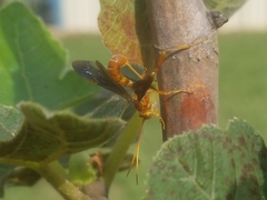 Labeninae