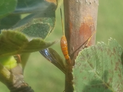 Labeninae