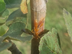 Labeninae