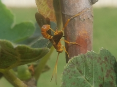 Labeninae
