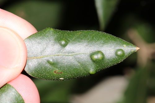 Holm Oak Felt Gall Mite