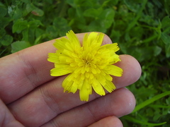 Leontodon saxatilis saxatilis