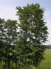 Tilia mandshurica