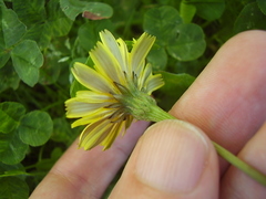 Leontodon saxatilis saxatilis
