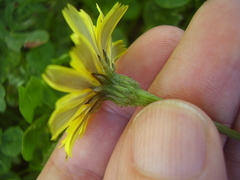 Leontodon saxatilis saxatilis