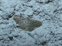 Idaea alyssumata