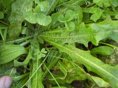 Leontodon saxatilis saxatilis