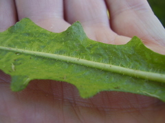 Leontodon saxatilis saxatilis