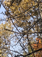 Poecile atricapillus