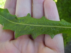 Leontodon saxatilis saxatilis