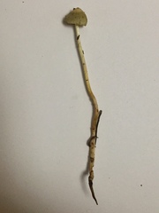 Stropharia semigloboides