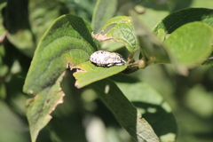 Apateticus lineolatus