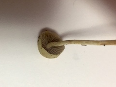 Stropharia semigloboides