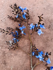 Bowdichia virgilioides