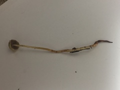 Stropharia semigloboides