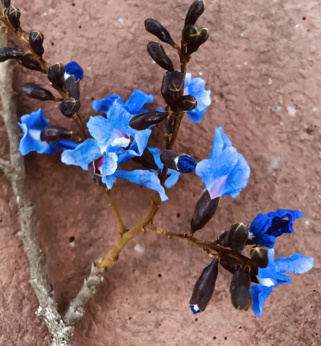 Bowdichia virgilioides