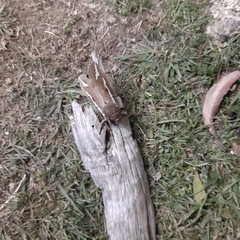 Abantiades latipennis