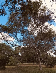 Bowdichia virgilioides