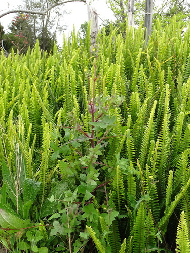 Nephrolepis cordifolia