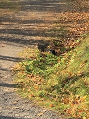 Sylvilagus floridanus