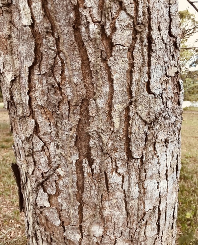 Bowdichia virgilioides