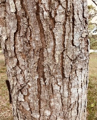 Bowdichia virgilioides