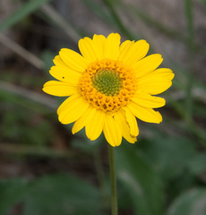 Lasianthaea podocephala