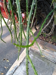 Selenicereus hamatus