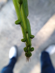 Selenicereus hamatus
