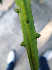 Selenicereus hamatus