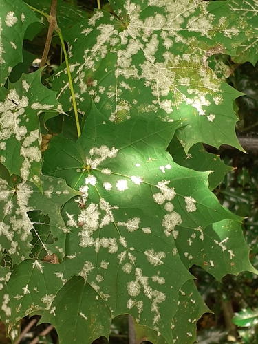 Sawadaea tulasnei