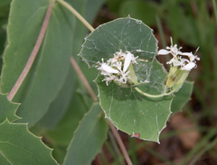 Guardiola platyphylla