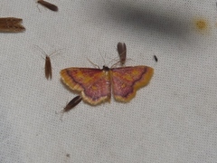Idaea muricata