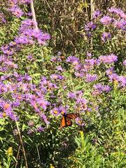 Danaus plexippus
