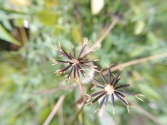 Bidens bipinnata