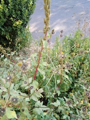 Bidens bipinnata